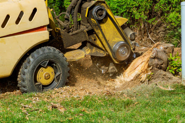 Tree and Shrub Care in Hammonton, NJ