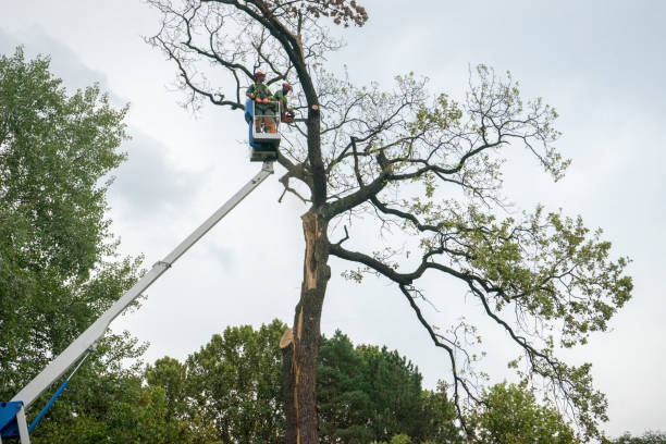 Reliable Hammonton, NJ Tree Removal Solutions